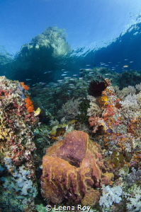 Raja Ampat reefscape by Leena Roy 